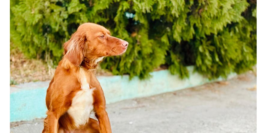 დაკარგული სეტერი ან სეტერის მეტისი თავშესაფარშია