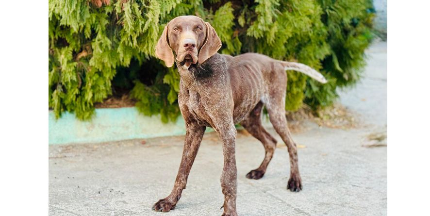 დაკარგული მეძებრის მეტისი თავშესაფარშია