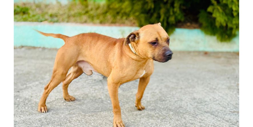 დაკარგული პიტბული და პიტბულის მეტისი თავშესაფარშია