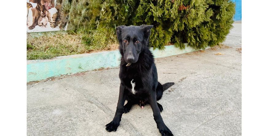 დაკარგული გერმანული ნაგაზი ან გერმანული ნაგაზის მეტისი თავშესაფარშია