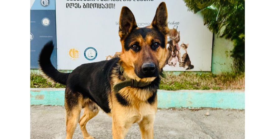 დაკარგული გერმანული ნაგაზი ან გერმანული ნაგაზის მეტისი თავშესაფარშია