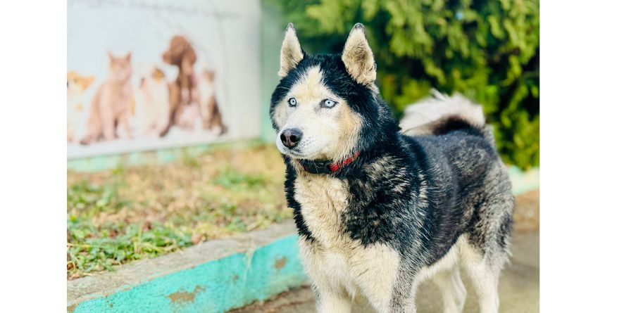 თავშესაფრიდან ჩუქდება ჰასკი ან ჰასკის მეტისი