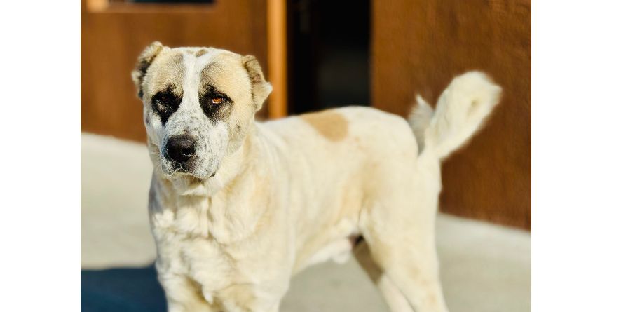 დაკარგული ნაგაზის მეტისი თავშესაფარშია