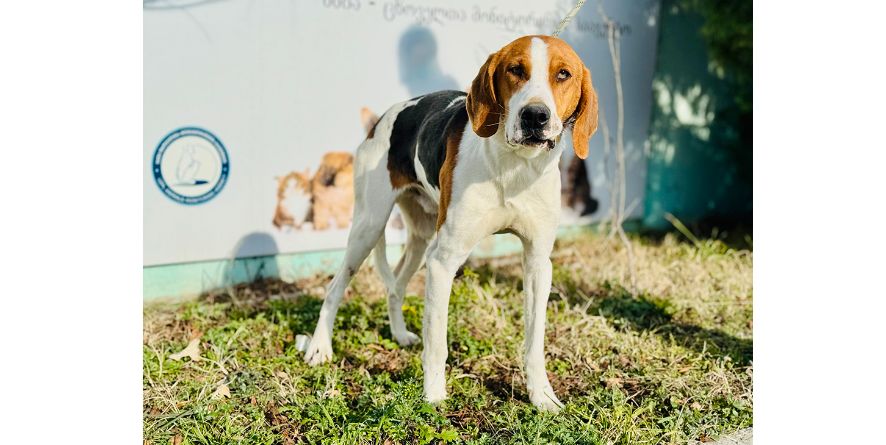 დაკარგული მდევარის მეტისი თავშესაფარშია