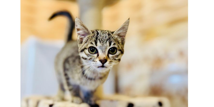 თავშესაფრიდან ჩუქდება კნუტი