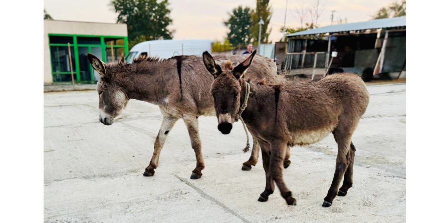 მუნიციპალურ თავშესაფარში გადაყვანილი ორი სახედრის რეალიზაცია აუქციონის ფორმით