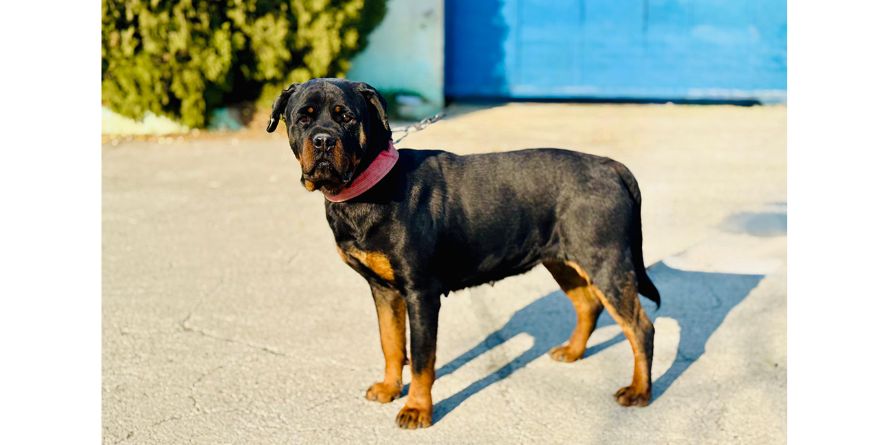 დაკარგული როტვეილერი ან როტვეილერის მეტისი თავშესაფარშია