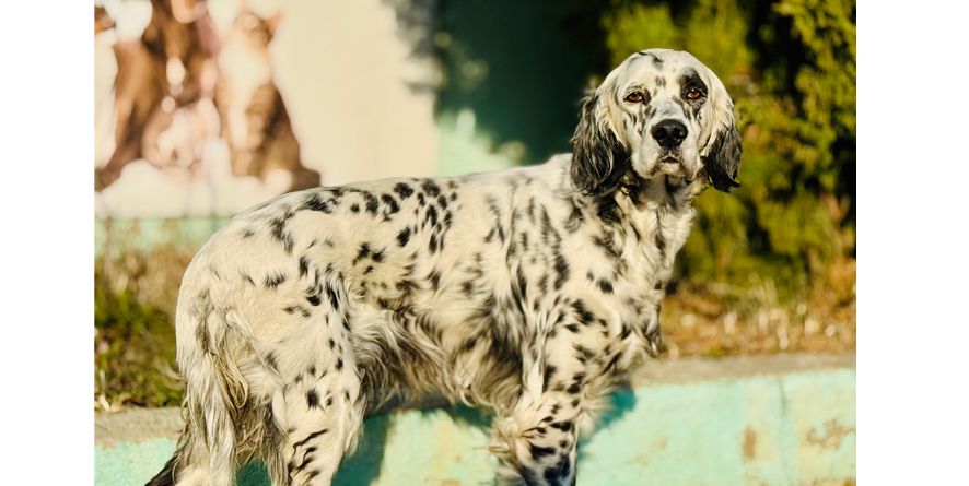 დაკარგული ინგლისური სეტერი ან ინგლისური სეტერის მეტისი თავშესაფარშია