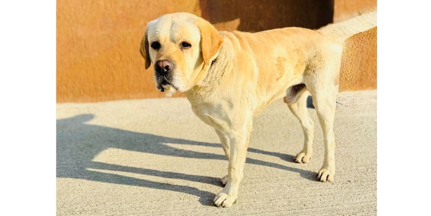 დაკარგული ლაბრადორი ან ლაბრადორის მეტისი თავშესაფარშია