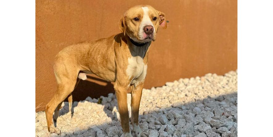 დაკარგული პიტბულის მეტისი თავშესაფარშია