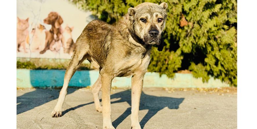 დაკარგული ნაგაზის მეტისი თავშესაფარშია