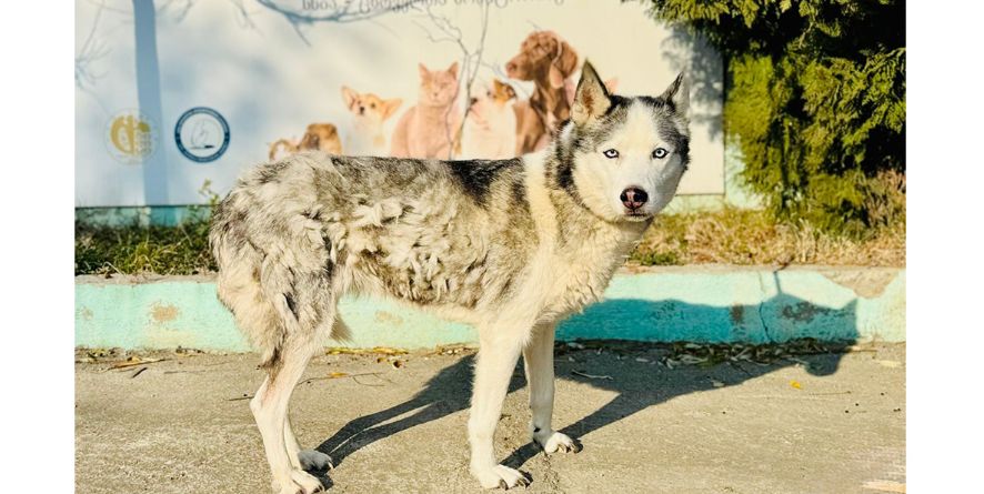 დაკარგული ჰასკი ან ჰასკის მეტისი თავშესაფარშია