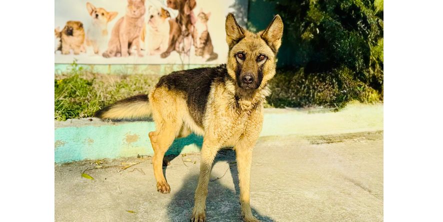 დაკარგული გერმანული ნაგაზი ან გერმანული ნაგაზის მეტისი თავშესაფარშია