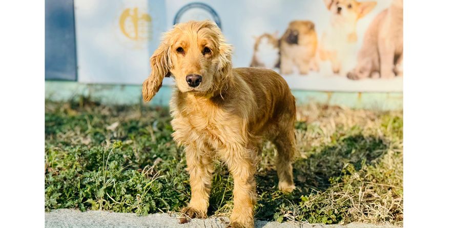 დაკარგული კოკერ სპანიელი ან კოკერ სპანიელის მეტისი თავშესაფარშია