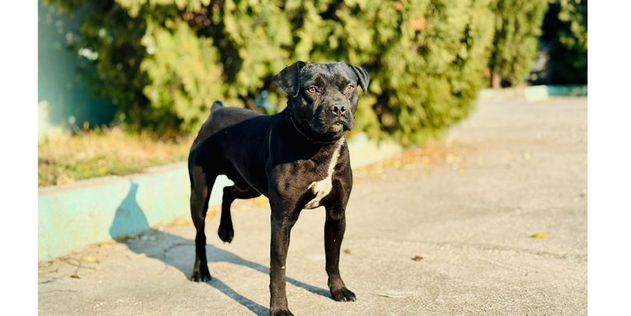 დაკარგული კანე კორსო ან კანე კორსოს მეტისი თავშესაფარშია