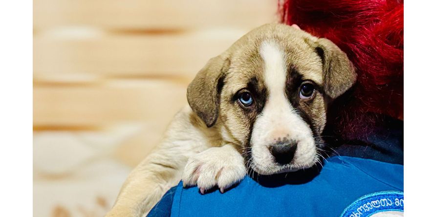 თავშესაფრიდან ჩუქდება ჰასკისა და ნაგაზის მეტისილეკვი