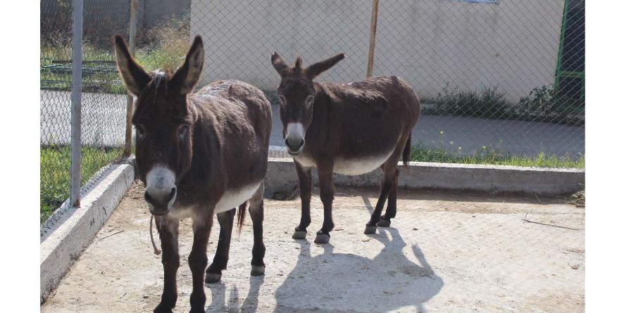 მუნიციპალურ თავშესაფარში გადაყვანილი ორი სახედრის რეალიზაცია აუქციონის ფორმით