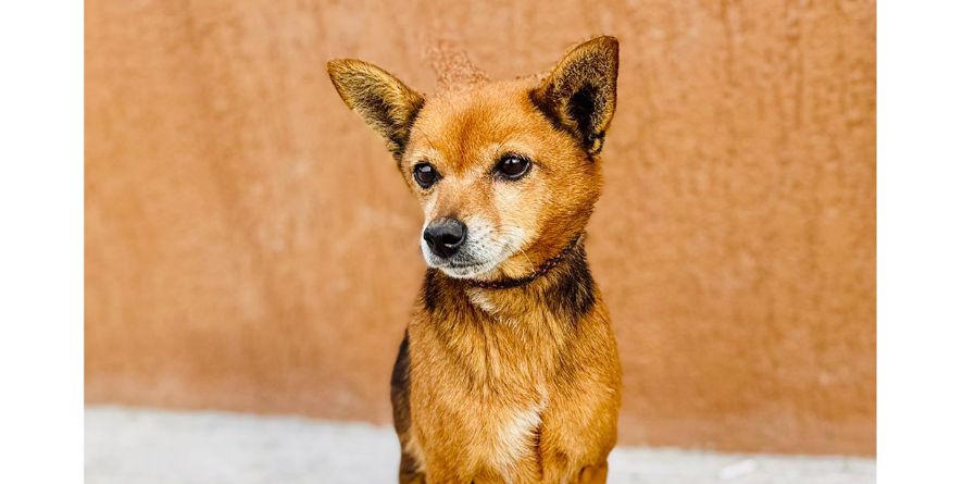 დაკარგული მეტისი თავშესაფარშია