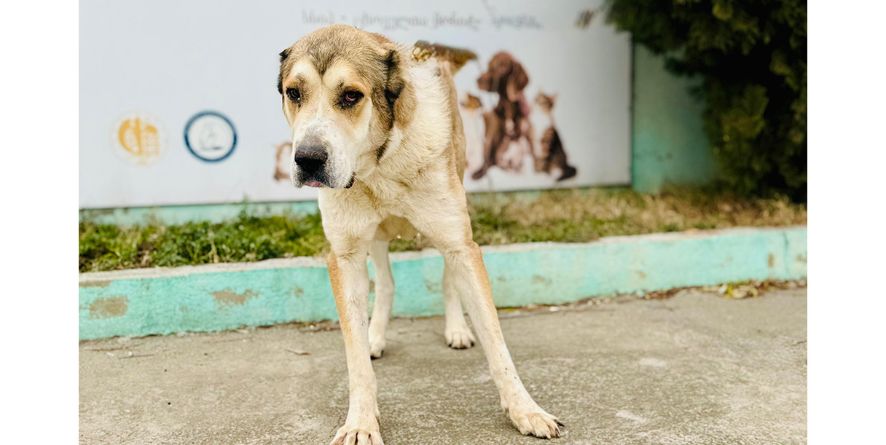 დაკარგული ნაგაზი ან ნაგაზის მეტისი თავშესაფარშია