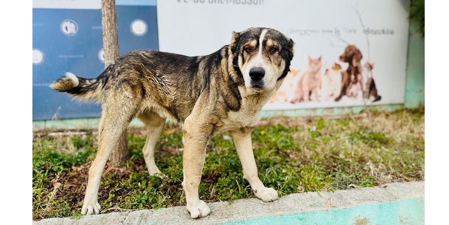 დაკარგული ნაგაზი ან ნაგაზის მეტისი თავშესაფარშია