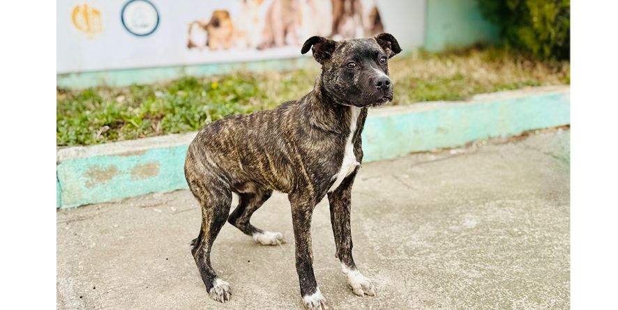 დაკარგული პიტბულის მეტისი თავშესაფარშია