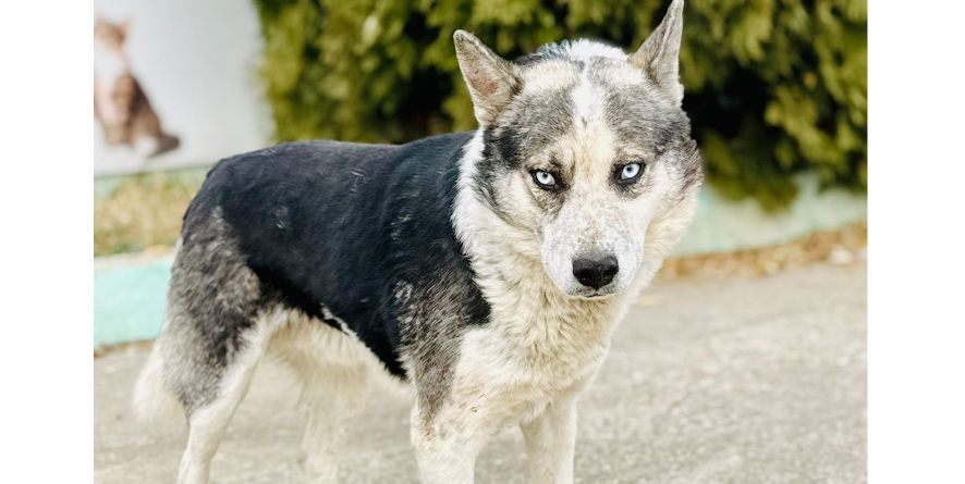 დაკარგული ჰასკი ან ჰასკის მეტისი თავშესაფარშია
