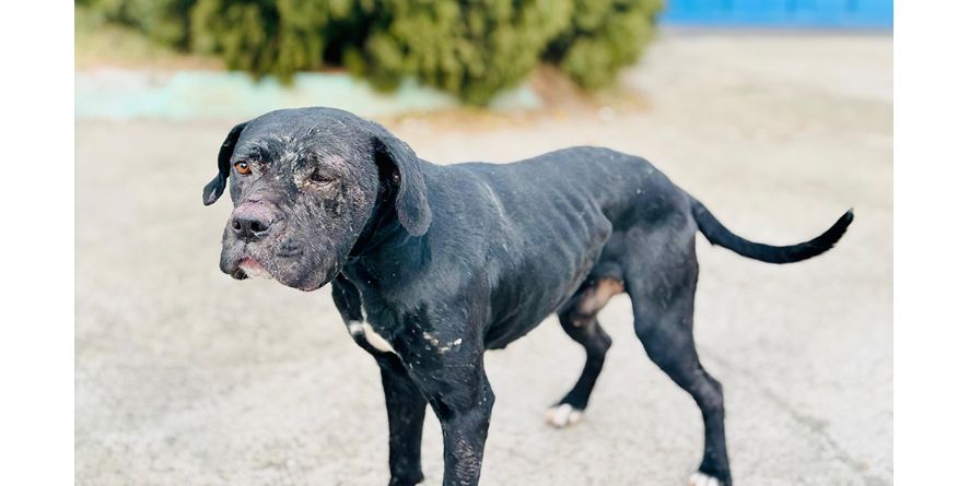 დაკარგული კანე კორსო ან კანე კორსოს მეტისი თავშესაფარშია