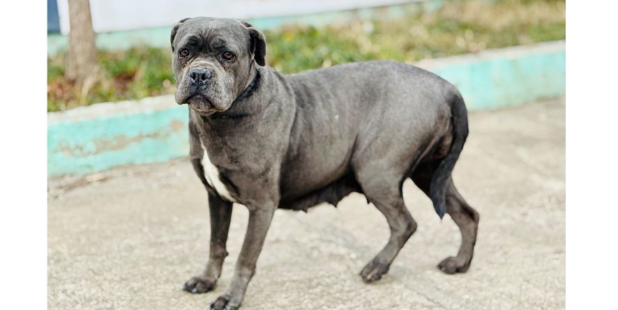 დაკარგული კანე კორსო ან კანე კორსოს მეტისი თავშესაფარშია