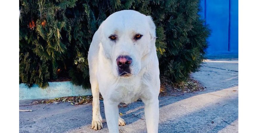 დაკარგული ნაგაზი ან ნაგაზის მეტისი თავშესაფარშია