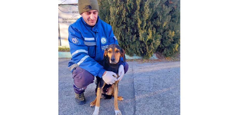 დაკარგული მეძებრის მეტისი თავშესაფარშია