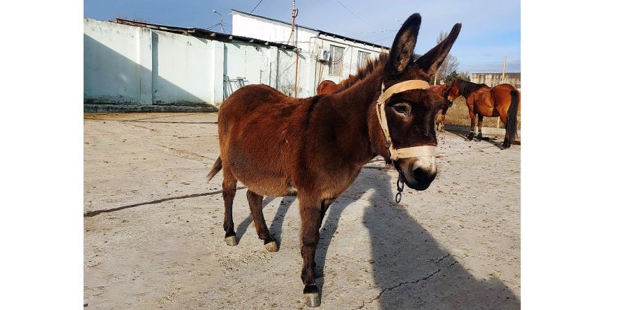 დაკარგული სახედარი თავშესაფარშია