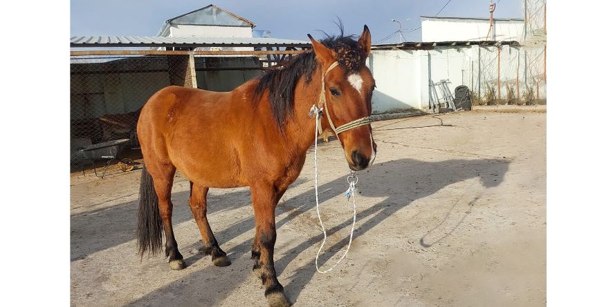 რვა დაკარგული ცხენი თავშესაფარშია