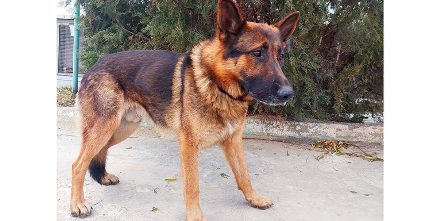 დაკარგული გერმანული ნაგაზი ან გერმანული ნაგაზის მეტისი თავშესაფარშია