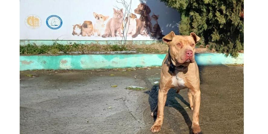 დაკარგული პიტბული და პიტბულის მეტისი თავშესაფარშია