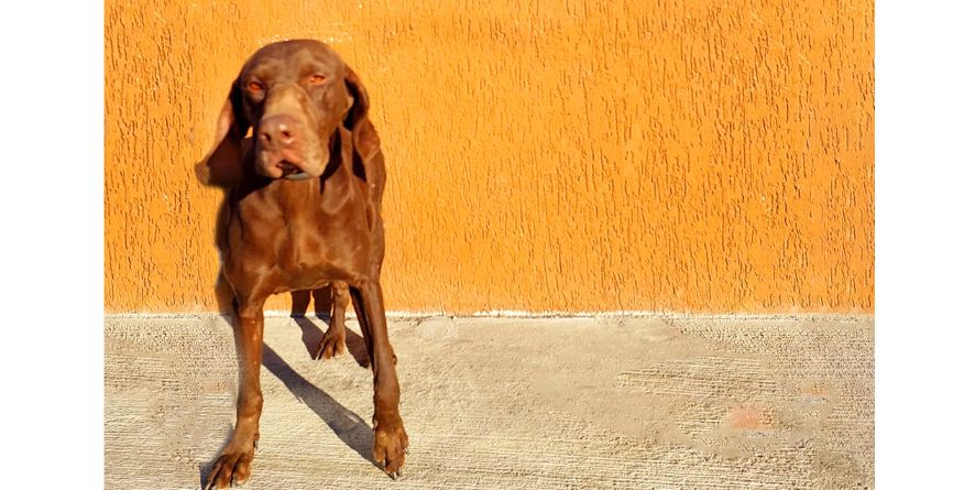 დაკარგული კურცჰაარი ან კურცჰაარის  მეტისი თავშესაფარშია