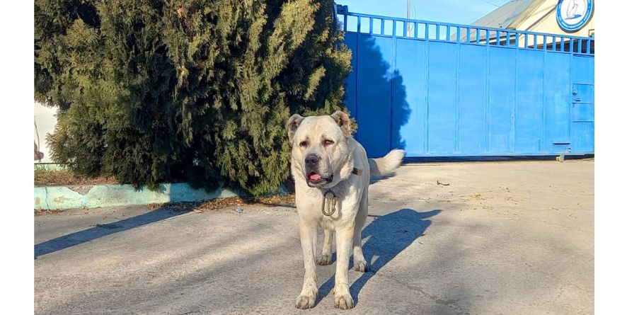 დაკარგული ნაგაზი ან ნაგაზის მეტისი თავშესაფარშია