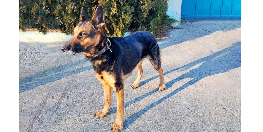 დაკარგული გერმანული ნაგაზი ან გერმანული ნაგაზის მეტისი თავშესაფარშია