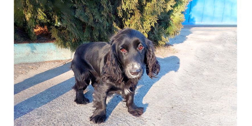 დაკარგული კოკერ სპანიელი ან კოკერ სპანიელის მეტისი თავშესაფარშია