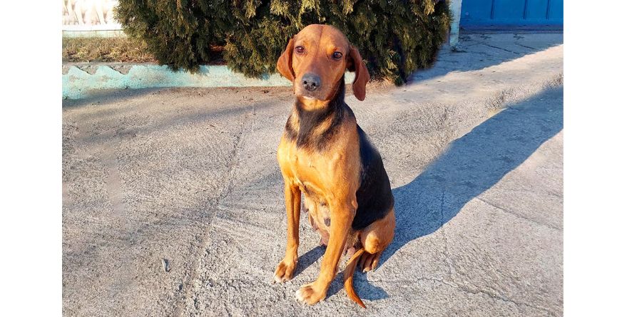 დაკარგული მეტისი თავშესაფარშია