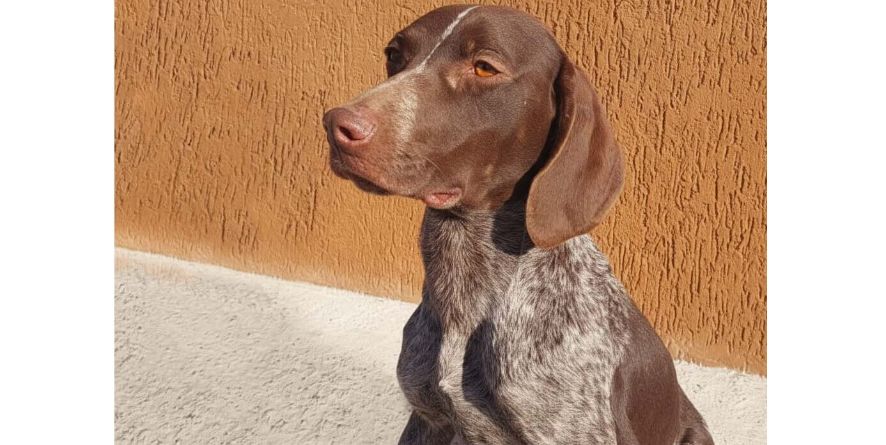 დაკარგული კურცჰაარის მეტისი თავშესაფარშია