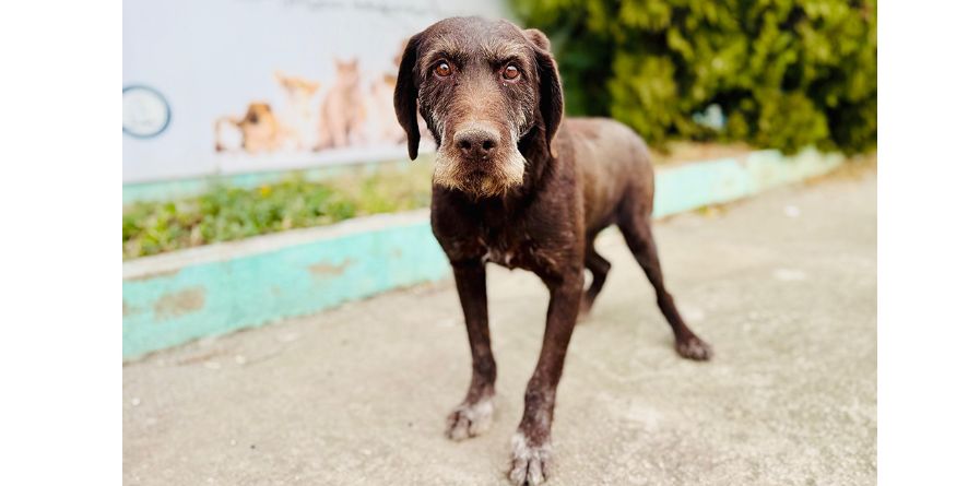 თავშესაფრიდან ჩუქდება დრათჰაარის მეტისი