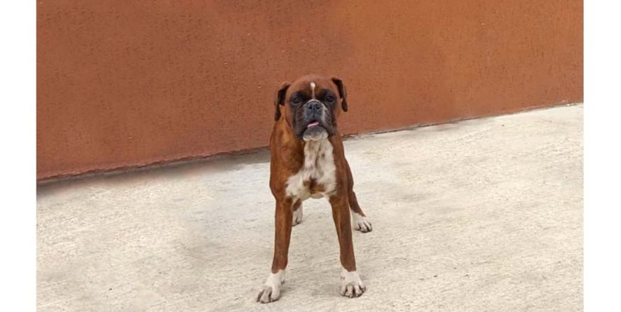 დაკარგული ბოქსიორის მეტისი თავშესაფარშია