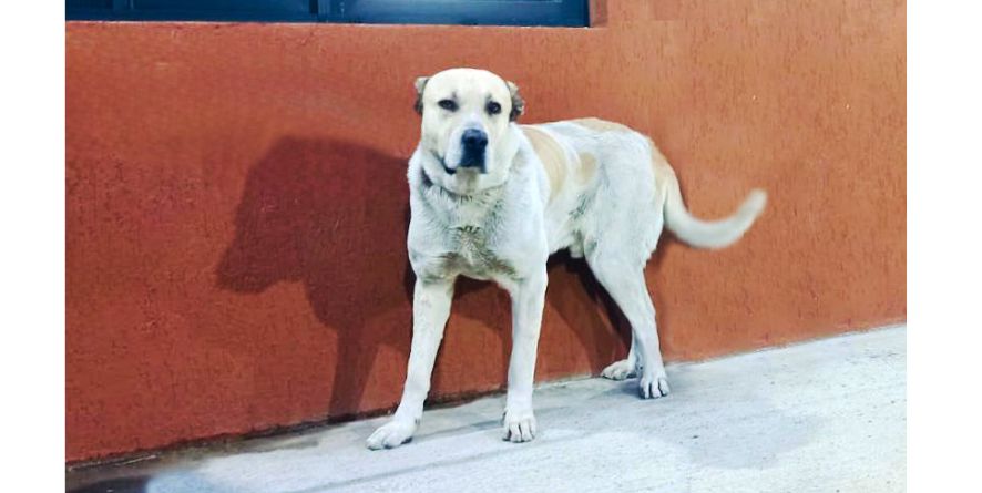 დაკარგული ნაგაზი ან ნაგაზის მეტისი თავშესაფარშია