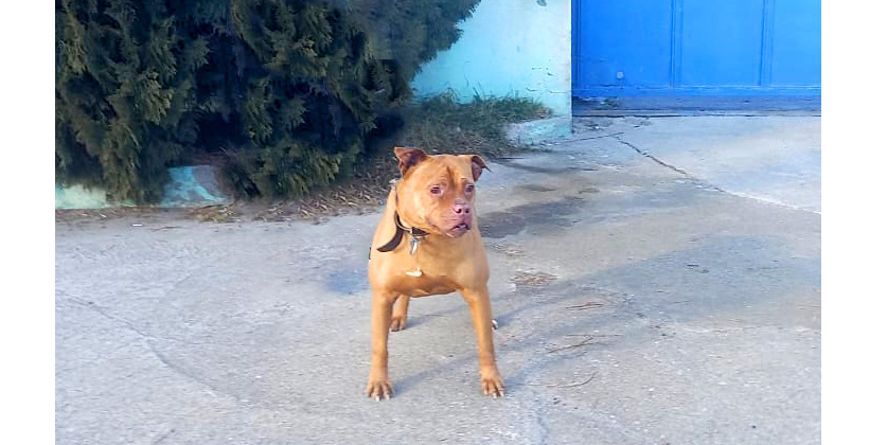 დაკარგული პიტბული და პიტბულის მეტისი თავშესაფარშია