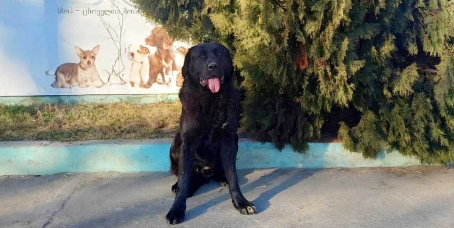 დაკარგული კანე კორსო ან კანე კორსოს მეტისი თავშესაფარშია