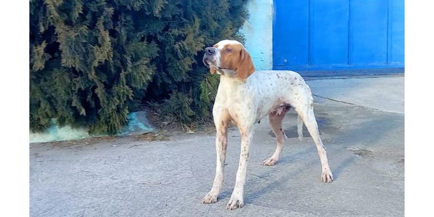 დაკარგული პოინტერის მეტისი თავშესაფარშია