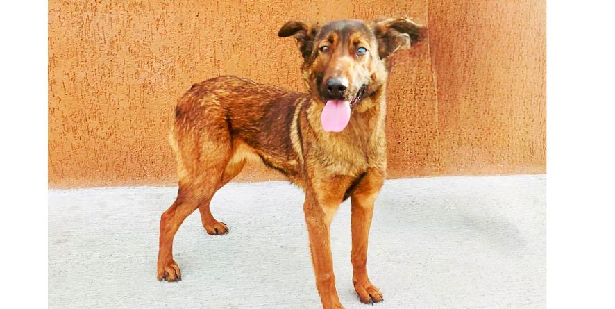 დაკარგული მალინუას მეტისი თავშესაფარშია