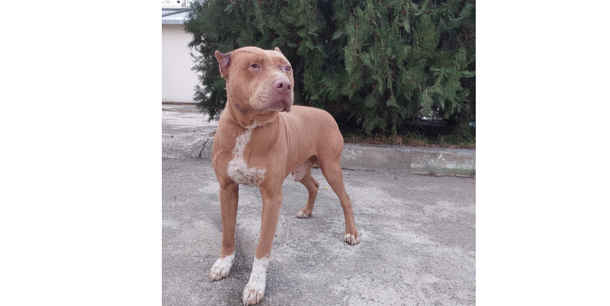 დაკარგული პიტბულის მეტისი თავშესაფარშია