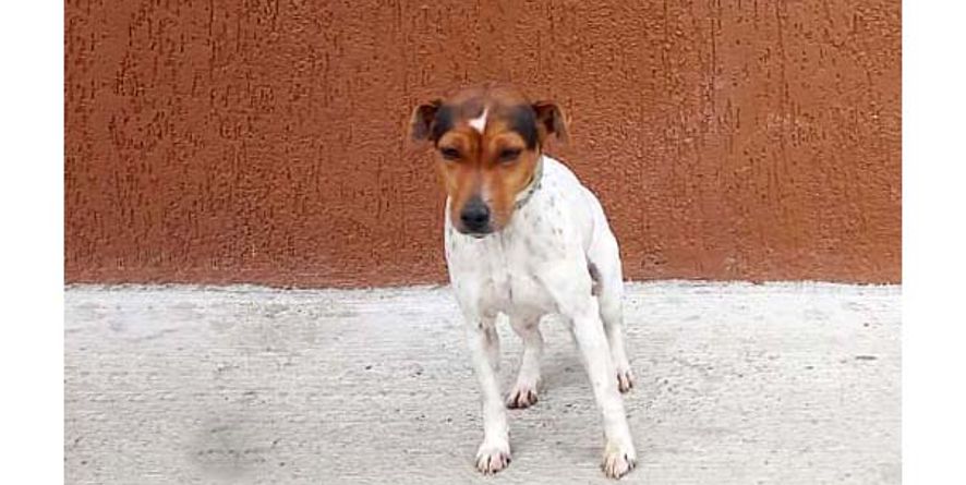 დაკარგული ჯეკ რასელ ტერიერი ან ჯეკ რასელ ტერიერის მეტისი თავშესაფარშია