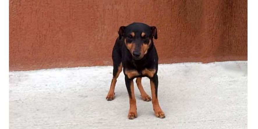 დაკარგული იაგდ ტერიერი ან იაგდ ტერიერის მეტისი თავშესაფარშია